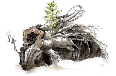 Fallen tree by rod-roesler