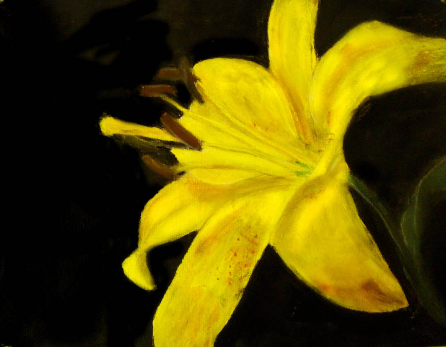 Yellow Daylily by masaad