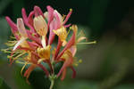 Honeysuckle by Horsy-1