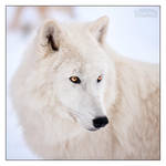 Dreamy White Gaze by Lupinicious