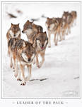 Leader of the Pack by Lupinicious