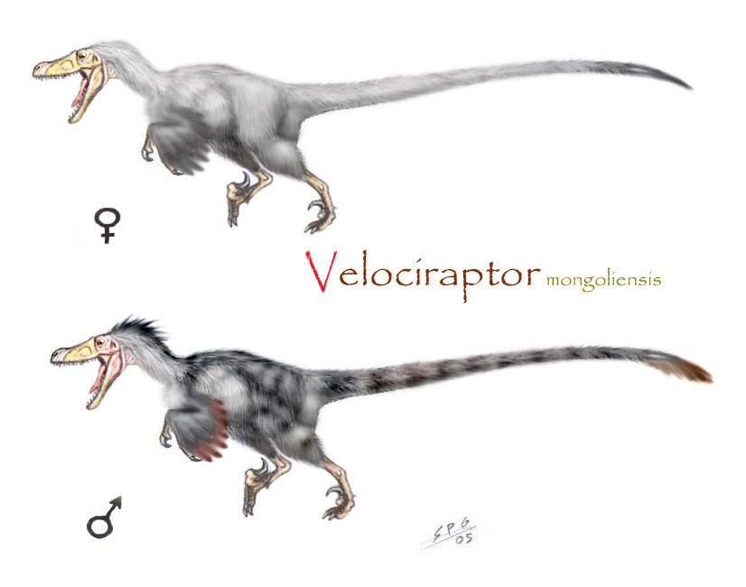 Velociraptor mongoliensis by unlobogris