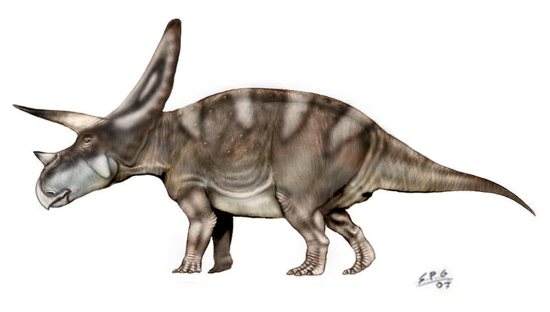 Torosaurus by unlobogris