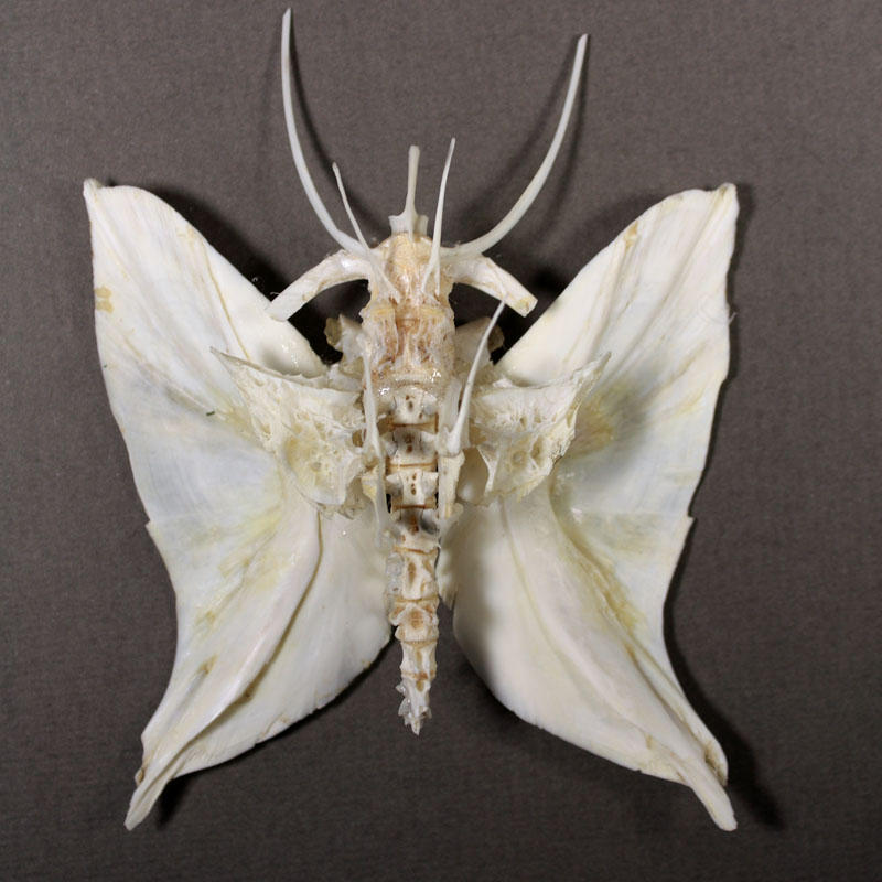 Butterfly from fish bones 1 by RedRichman on DeviantArt
