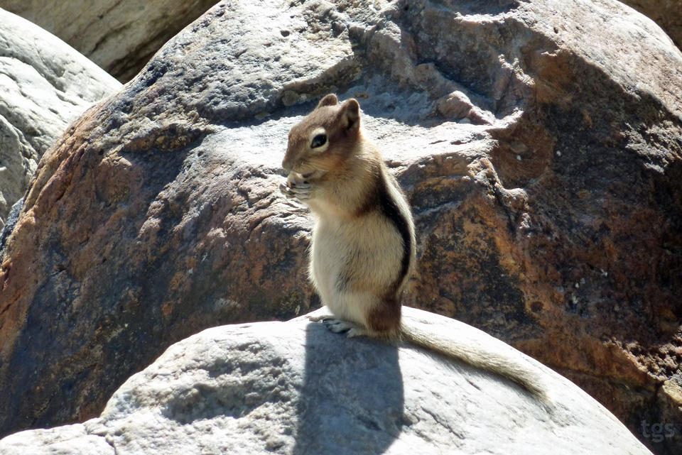 Happy Squirrel by JNLN