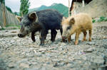 svani pigs by pelikano