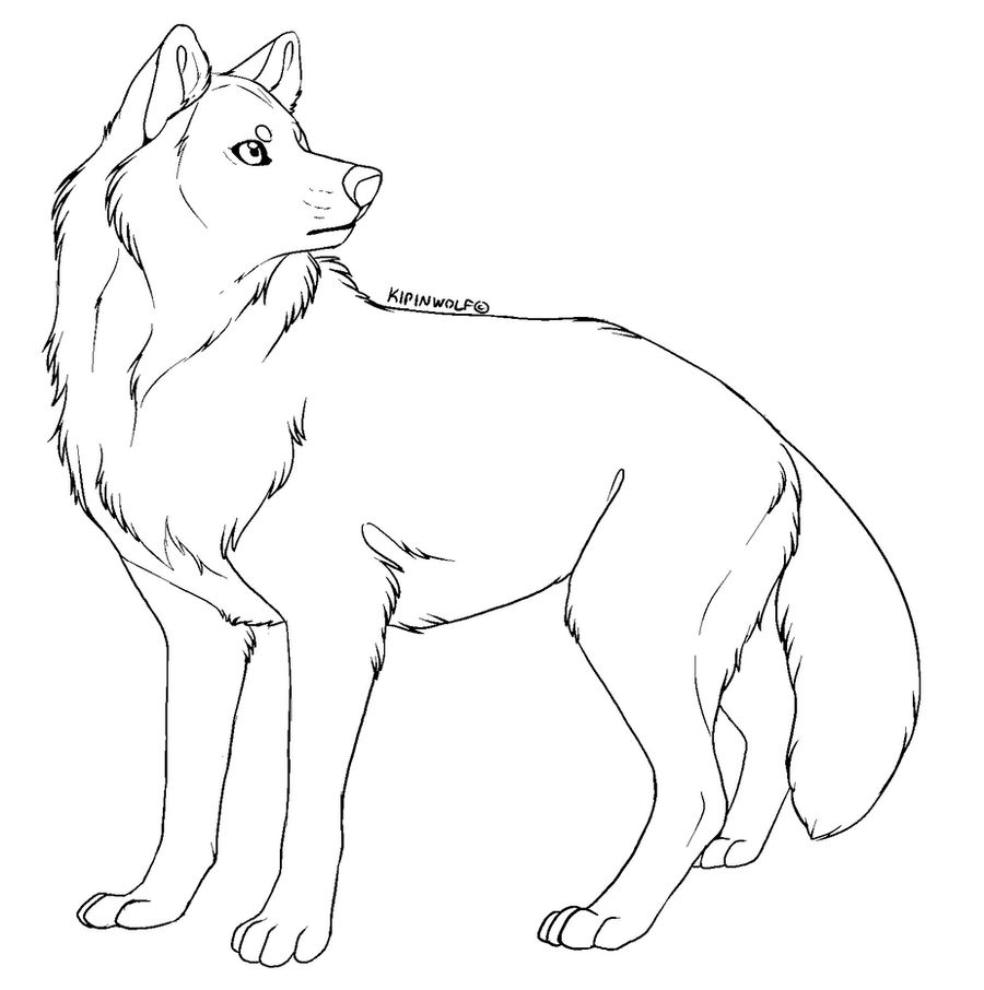 Download Free lineart - wolf by Kipine on DeviantArt