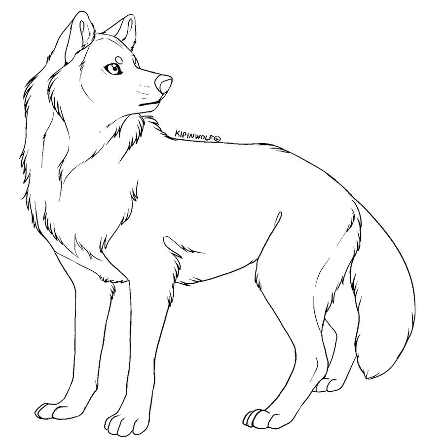 Free lineart - wolf by Kipine on DeviantArt
