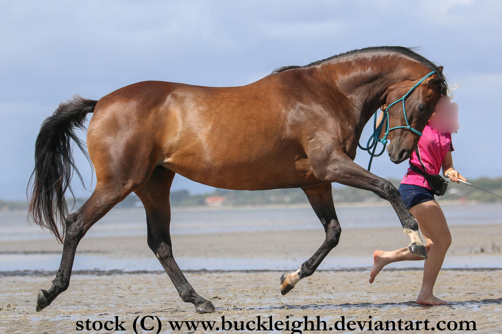 Bay horse trot / canter stock by buckleighh on DeviantArt