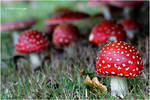 The family of the red hats by Lothringen