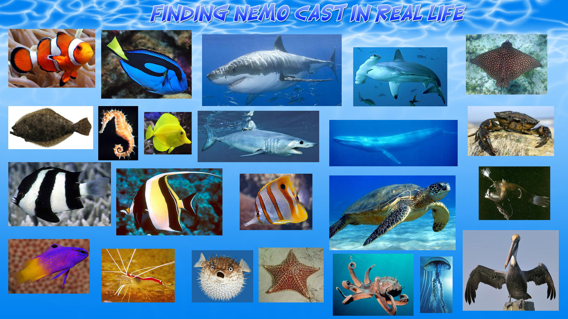 finding nemo fish list finding nemo fish list