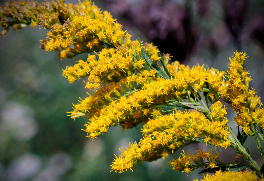 Kentucky State Flower by LisaAnn1968 on DeviantArt