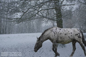 Spots Of Snow by BrokenVow59