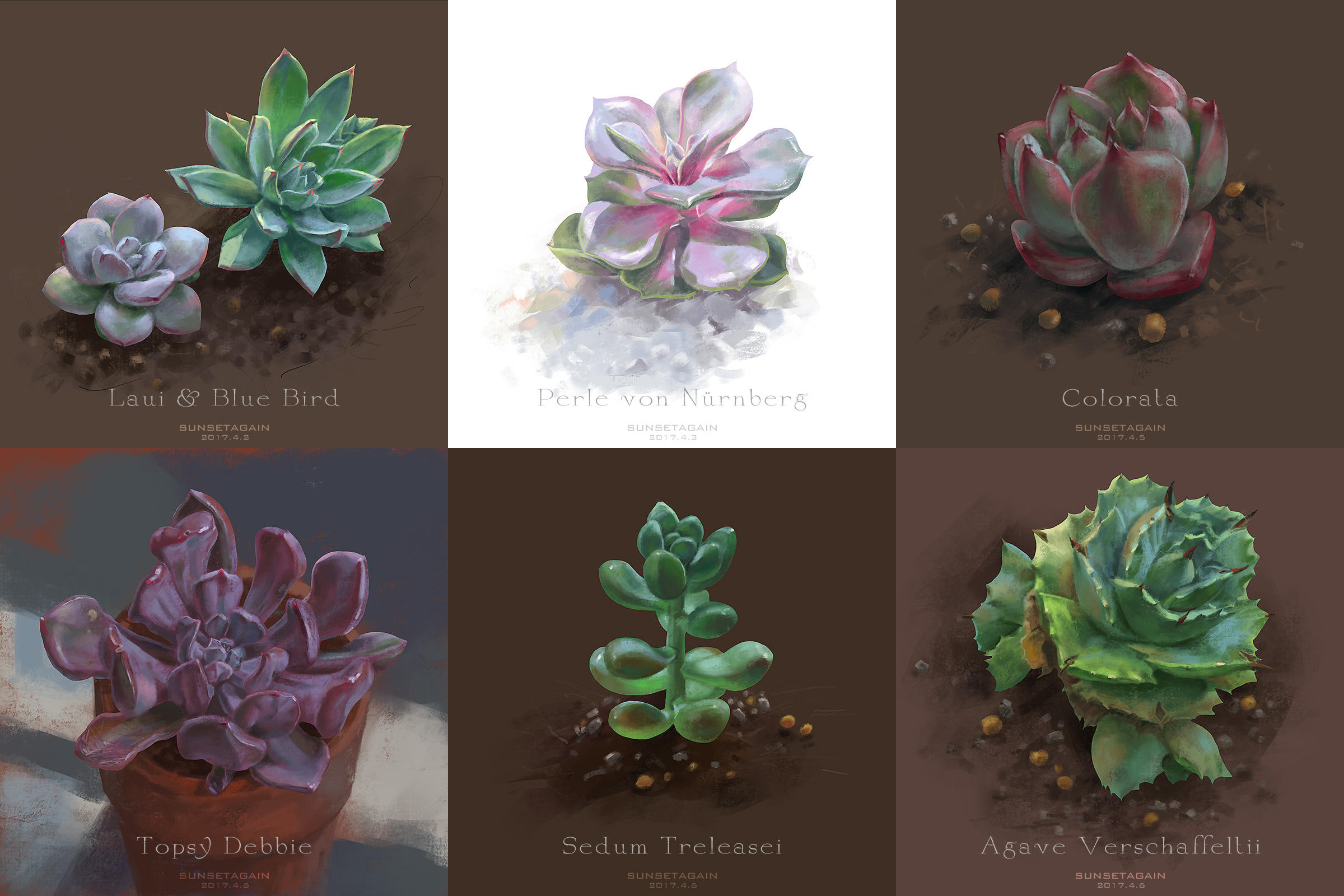 Succulent Sketches 2 by sunsetagain