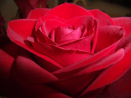 simple beauty by love-hand-in-hand