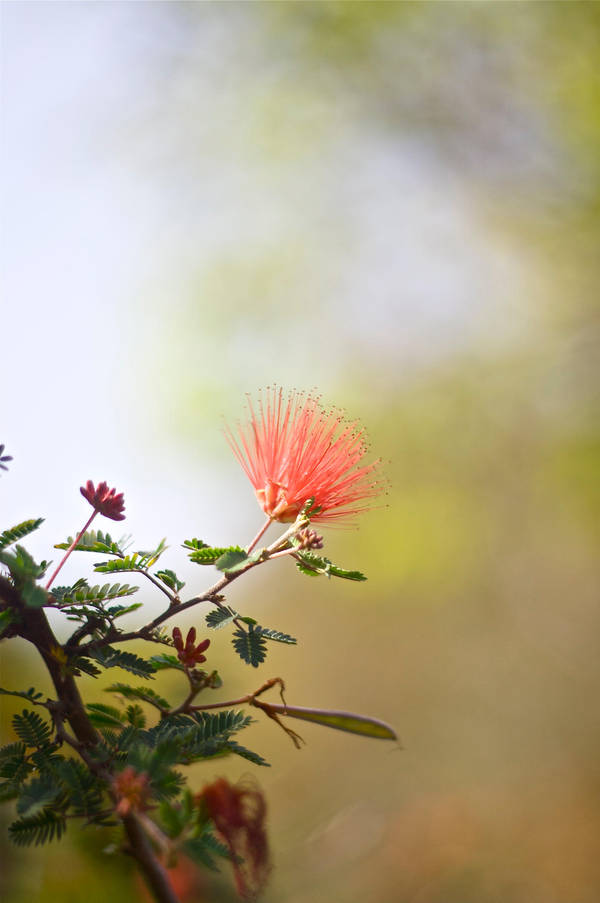 Conejo Valley Botanic Garden 5 by thzinc