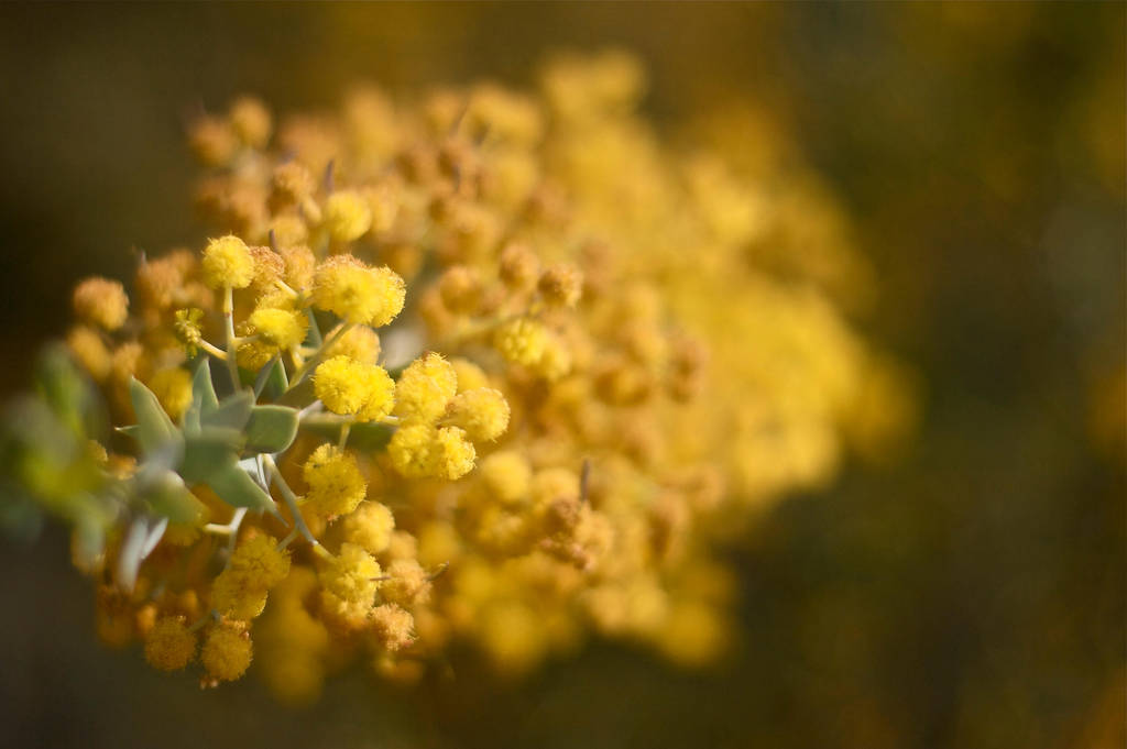 Conejo Valley Botanic Garden 6 by thzinc