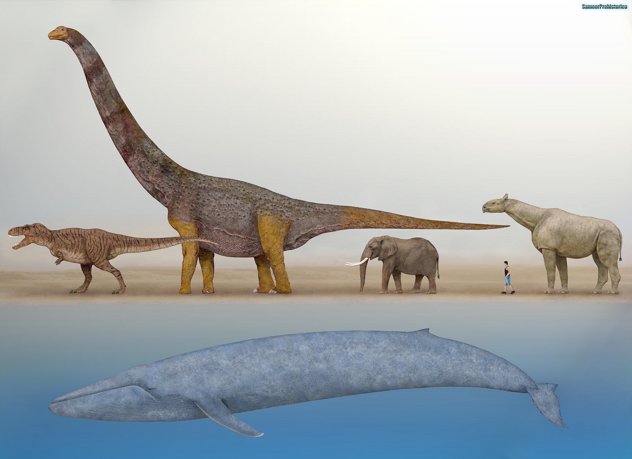 Где большой динозавр. Диплодок Аргентинозавр. Кит зауропод Argentinosaurus. Аргентозавр и Диплодок. Диплодок Брахиозавр амфицелия.