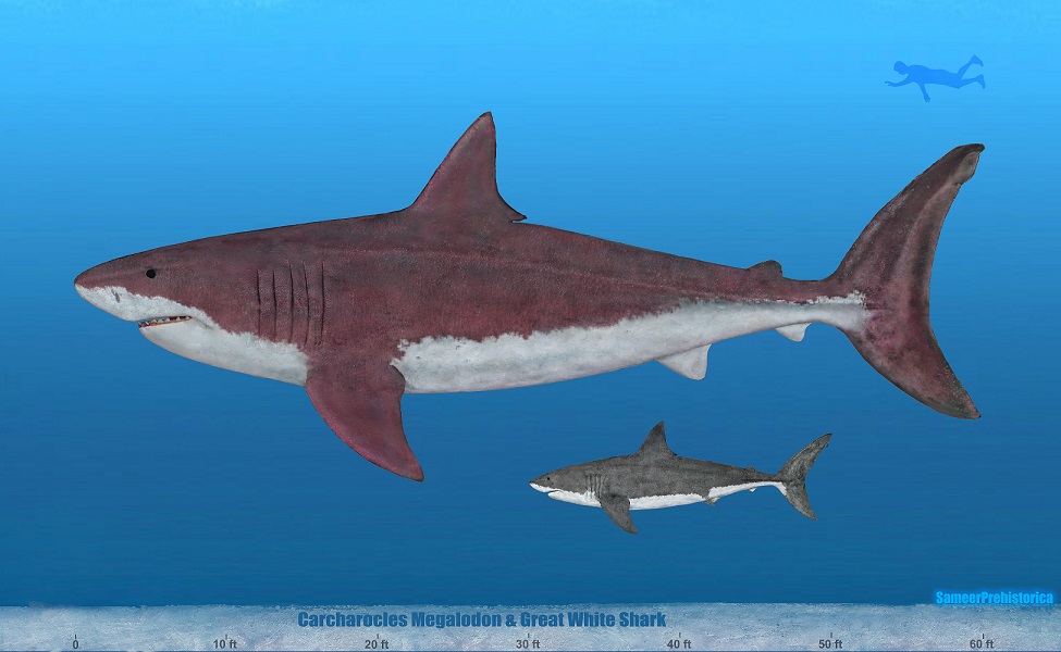 Quelle Est La Taille Dun Megalodon Megalodon Size by SameerPrehistorica on DeviantArt