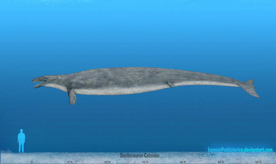 Basilosaurus by SameerPrehistorica on DeviantArt