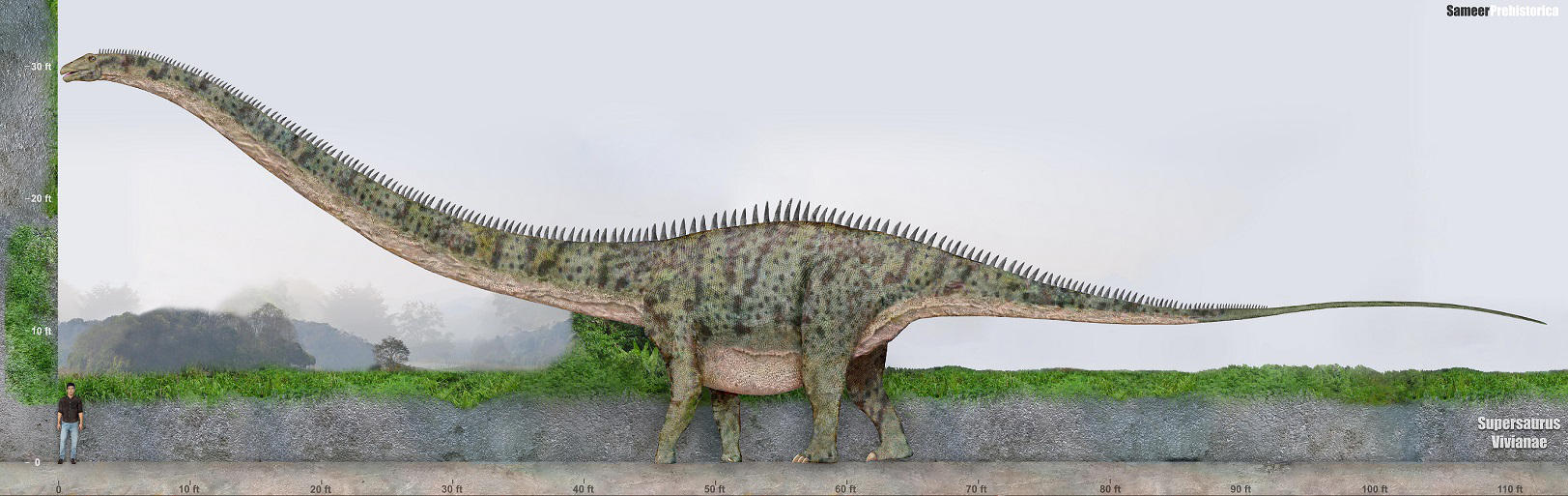 Supersaurus by SameerPrehistorica