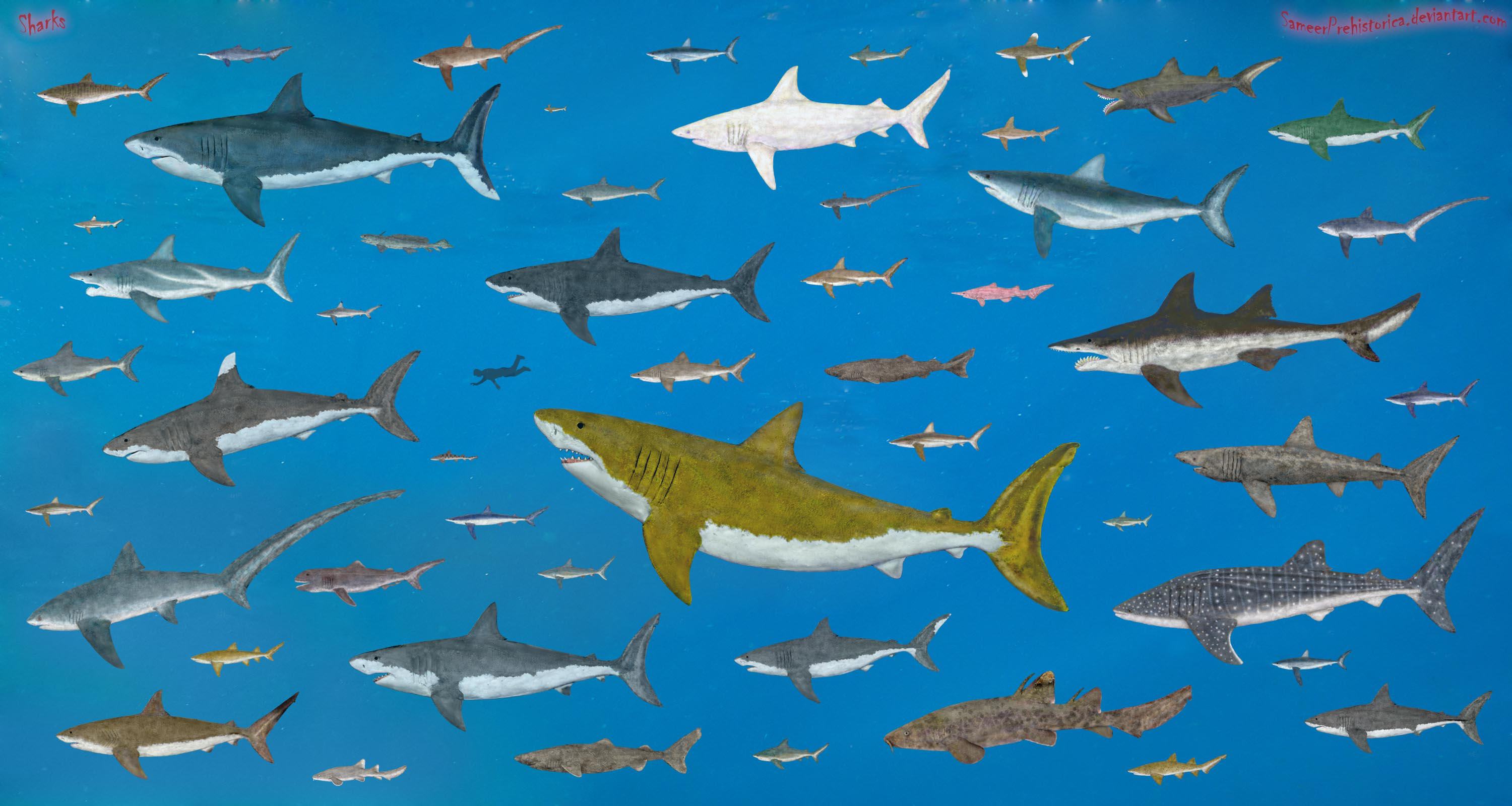 Sharks size by SameerPrehistorica