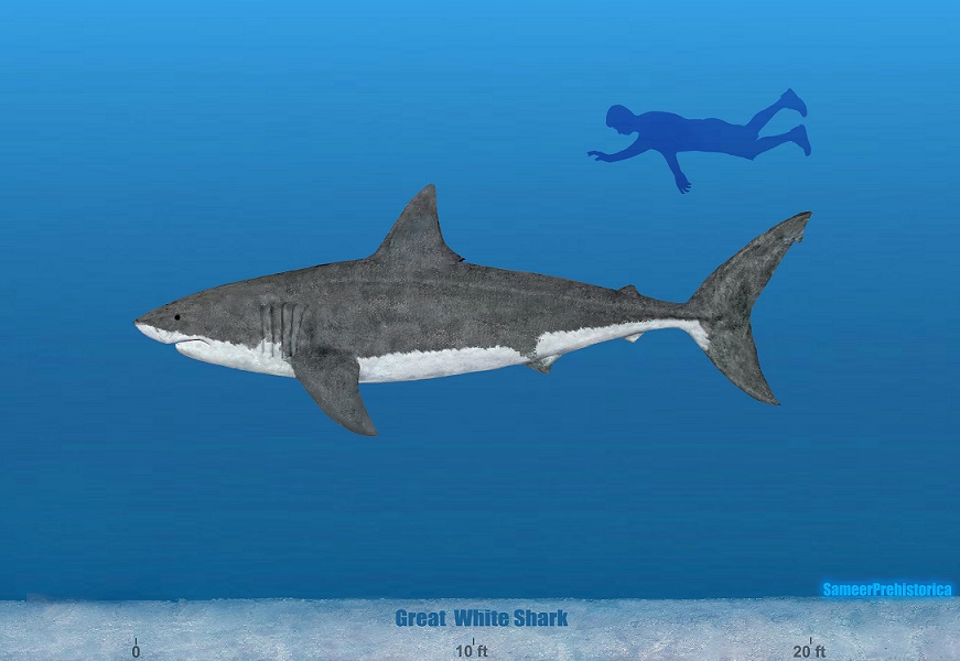 Image result for White Shark size