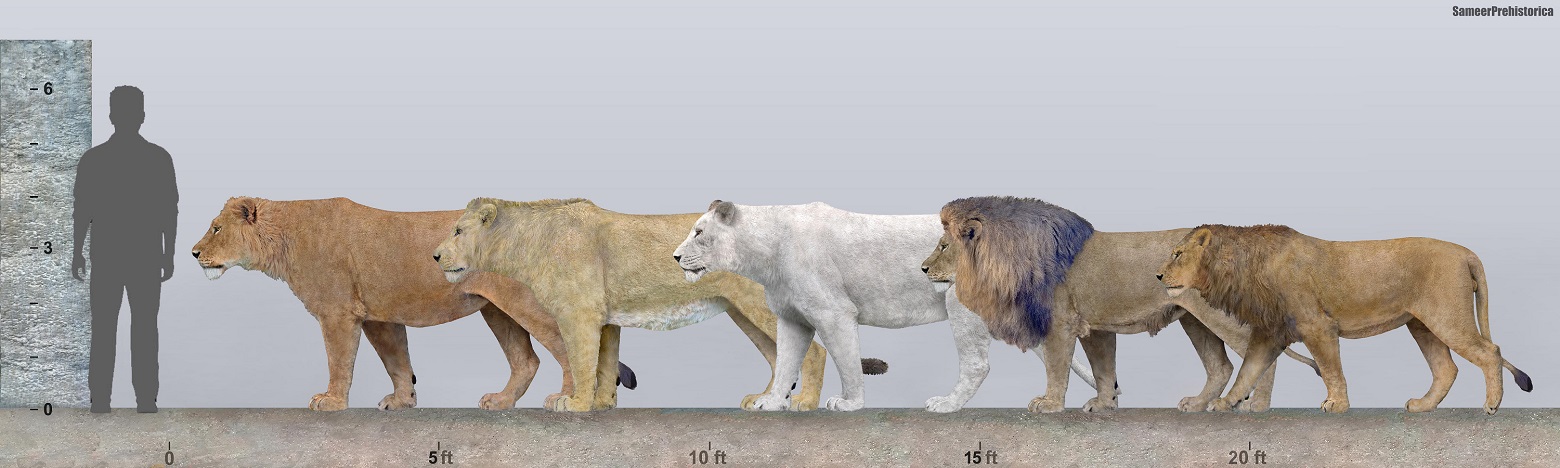 Размеры диких кошек сравнение. Panthera tigris acutidens или американский лев. Лев по сравнению с человеком. Пещерный лев рост вес. Лев и лошадь сравнение.