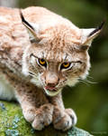 Lynx7 by PictureByPali