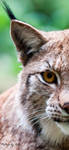 Lynx8 by PictureByPali