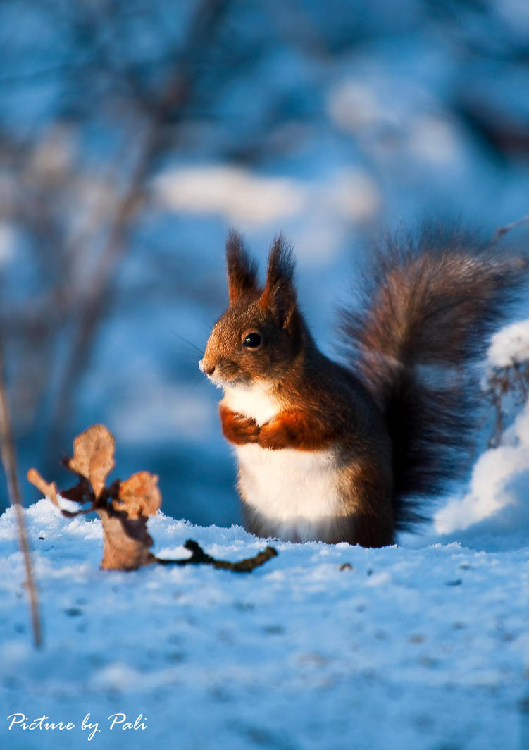 Red Squirrel3 by PictureByPali