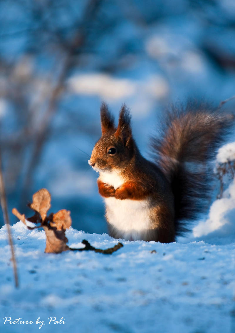 Red Squirrel3 by PictureByPali