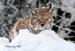 Stong Gaze of a Lynx by PictureByPali