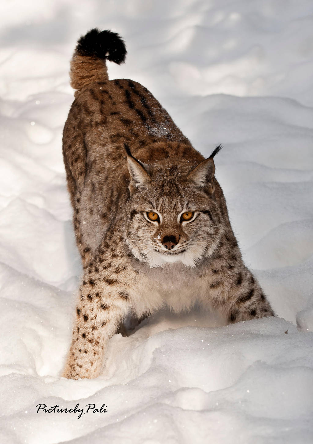 Aggressive pose of a Lynx by PictureByPali