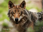 The flirting Wolf by PictureByPali