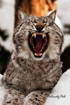 I'm Tired of You Camera Man by PictureByPali