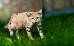 I am hunting You by PictureByPali