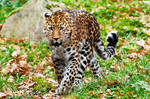 Amur leopard by PictureByPali