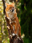 King Of the Hill by PictureByPali