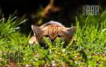 shhh I am hunting wabbit by PictureByPali