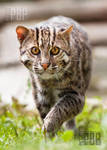 Look into my Golden Eyes by PictureByPali