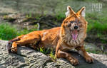 Ahhhhaaa you cant fool Me by PictureByPali