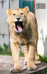 The Lion king by PictureByPali