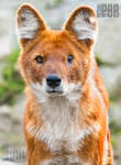 The Wounded Dhole by PictureByPali