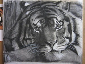 Charcoal Tiger Drawing by Jackolantern104 Charcoal Tiger Drawing by Jackolantern104