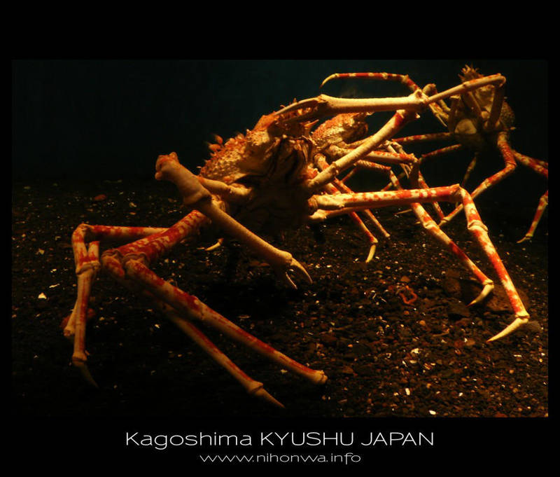 Japanese sea alien -1- by Lou-NihonWa