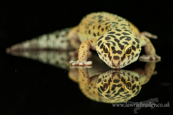Mirror Image by Chikrata