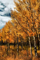 Colorado Gold by Corvidae65