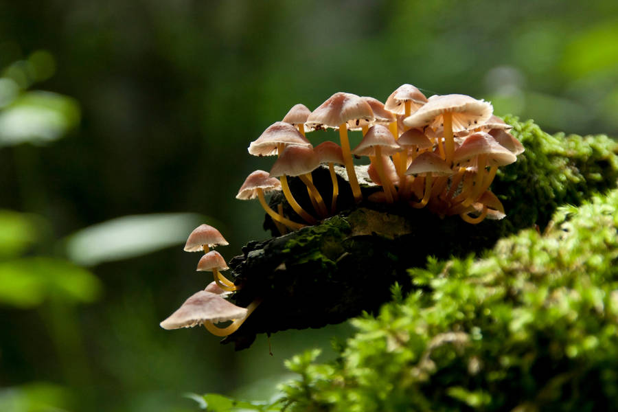 Glowing Mushrooms by Jantiff-Stocks