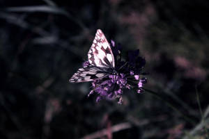 flaj. III by luciferra